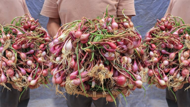 7 Simple Steps to Grow Bountiful Onions at Home