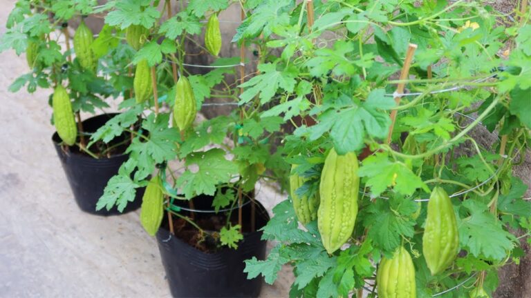 5 Easy Steps to Grow Bitter Melon from Seeds for Beginners