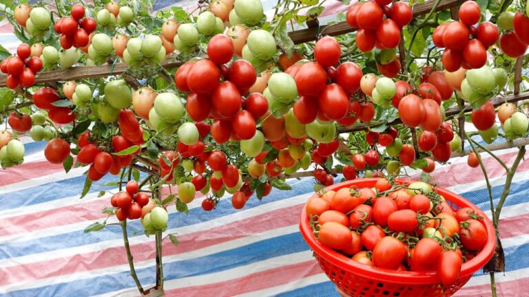 7 Easy Steps to Grow High-Yield Tomatoes in Your Home Garden
