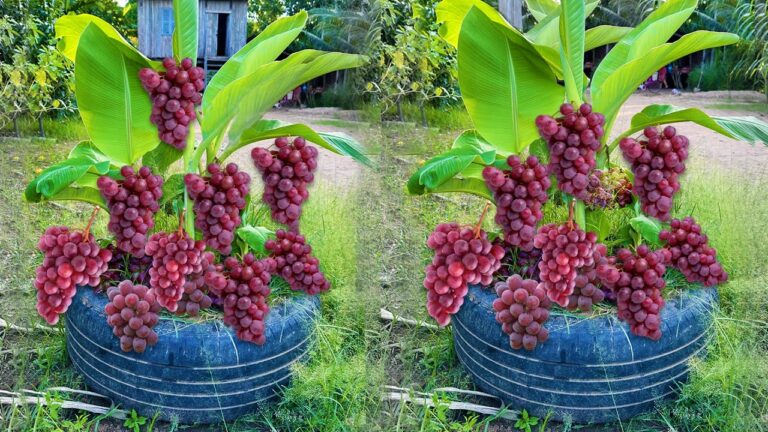 Learn 5 Easy Steps to Propagate Bananas with Grapes for Unexpected Fruit Growth