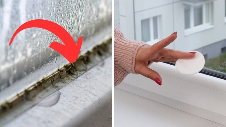 Discover 5 Simple Steps to Keep Your Windows Mold-Free Forever