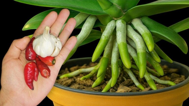 Revive Old Orchids: 1 Monthly Drink to Make Them Bloom Like Never Before!