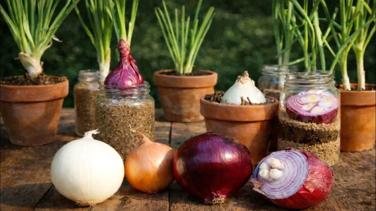 10 Easy Steps to Grow Fresh Onions from Market to Garden