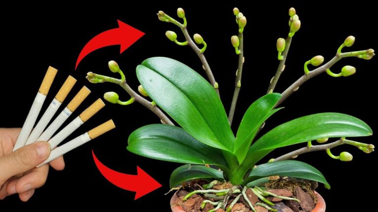 Boost Orchid Growth: 5 Secrets to Achieving Abundant Spikes Fast!