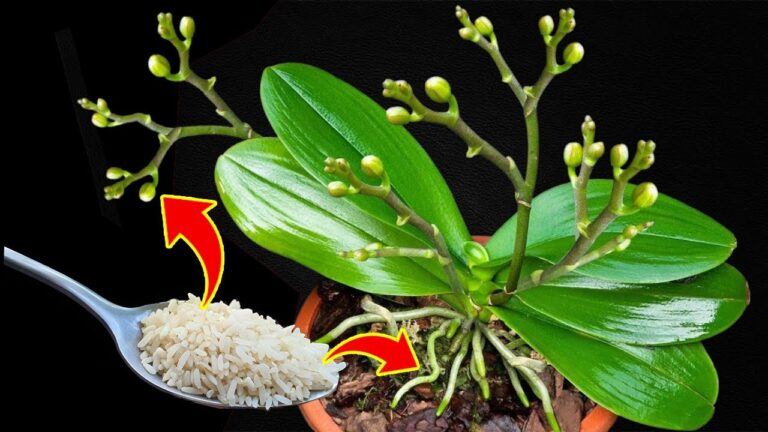 Grow Orchid Flower Spikes and Roots 500% Faster with This One Easy Trick!