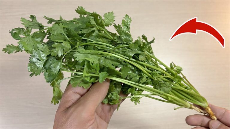 Keep Cilantro Fresh for a Year: 5 Easy Tips You’ll Wish You Knew Sooner!