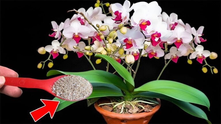 Grow Orchid Roots 500% Faster with This 1 Simple Spoon Trick!