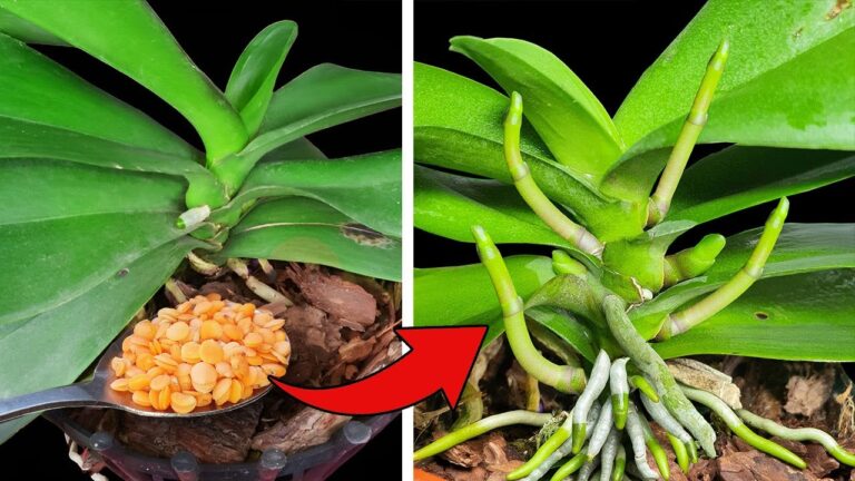 1 Spoon for Year-Round Orchid Blooms: Discover the Secret to Easy Gardening Success!