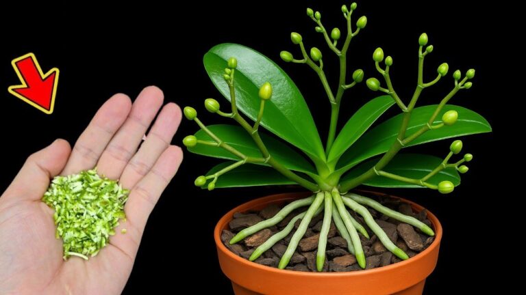 1 Spoon That Makes Even Weak Orchids Bloom: Discover the Secret to Beautiful Flowers!