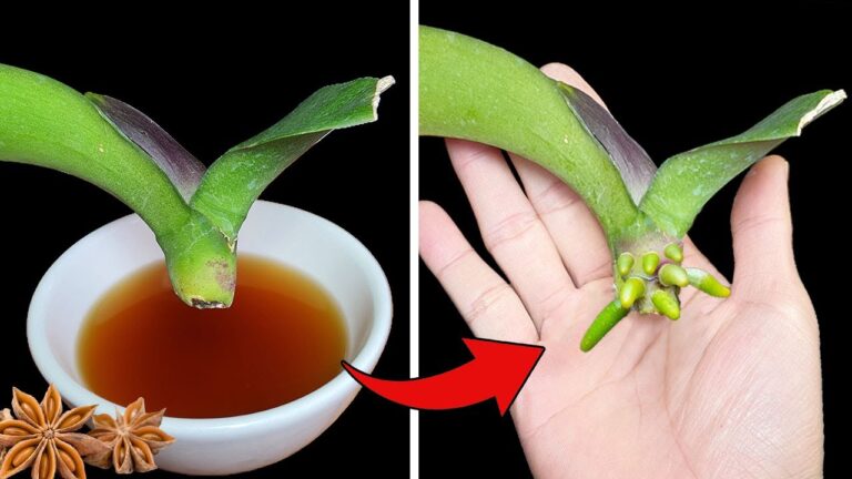 5 Secrets to Help Your Orchid Root Rapidly and Thrive!