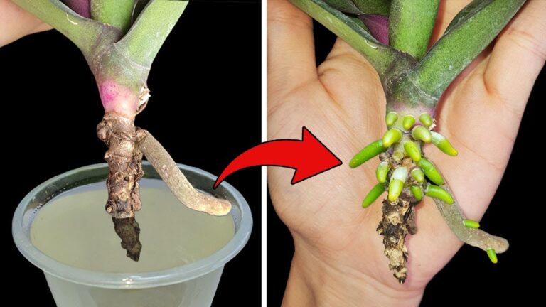 5 Magical Tips to Revive Your Dying Orchids and Get Them Thriving Again!