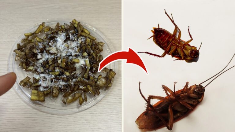Eliminate Cockroaches with This 5-Minute Trick You Need to Try Now!