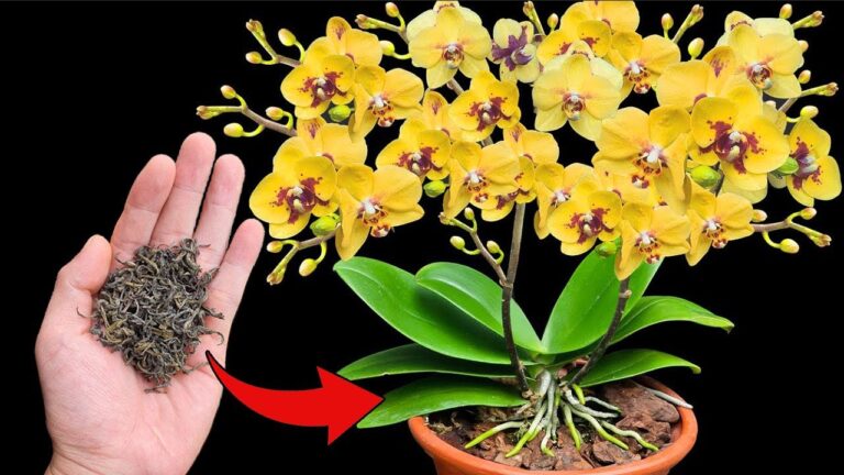 Unlock 7 Tips to Make Your Orchids Bloom Magical Flowers Quickly!