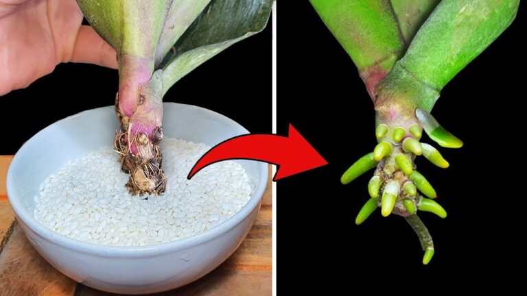 10 Magical Tips for Helping Orchid Leaves Grow Roots Instantly