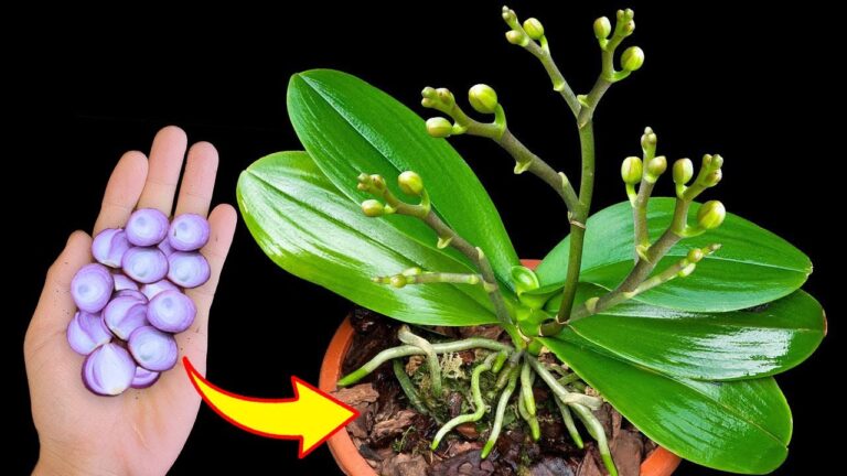 Unlock 7 Secrets: Orchids Bloom Faster Than Ever with This B12 Alternative!