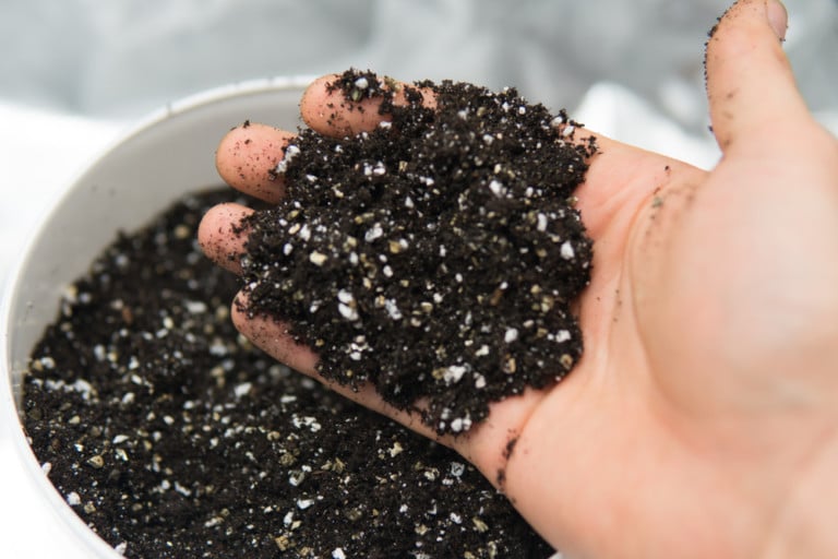 Create the Ultimate Potting Soil: Tips and Tricks for Success