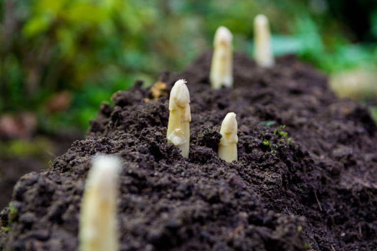 10 Must-Do Gardening Tasks for April – Get Ready to Plant!