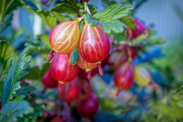 Planting and Growing a Gooseberry Bush for Endless Summer Yields