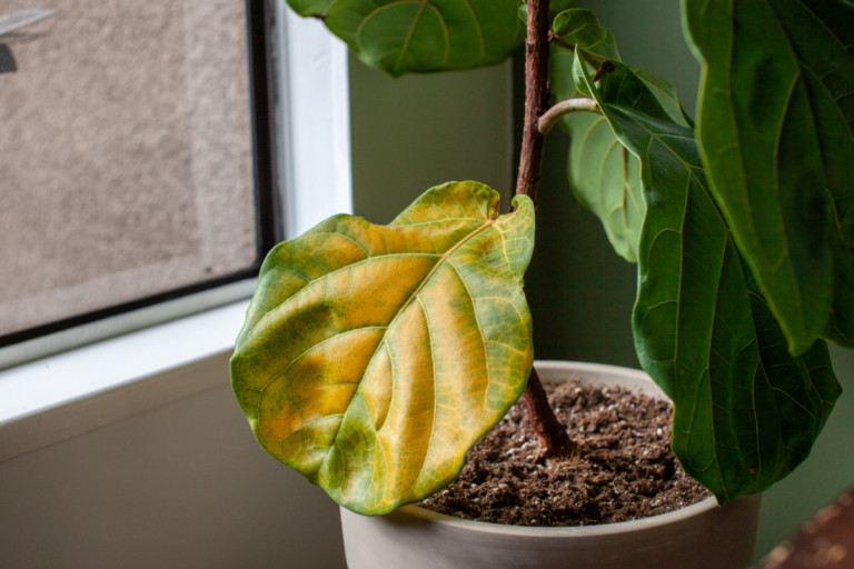 Mastering Root Rot: How to Identify and Cure Your Houseplants
