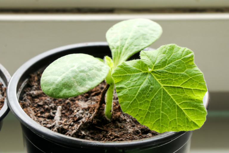 15 Tough Seed Starting Lessons You’ll Wish You Knew Sooner