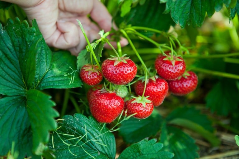 7 Tips for a Bumper Strawberry Harvest Every Year