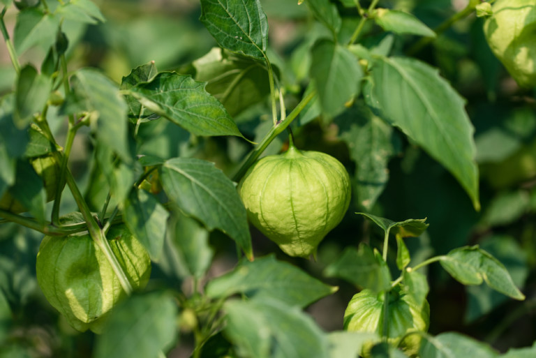 Master Tomatillo Growth: Harvest 200 Fruits from Each Plant!