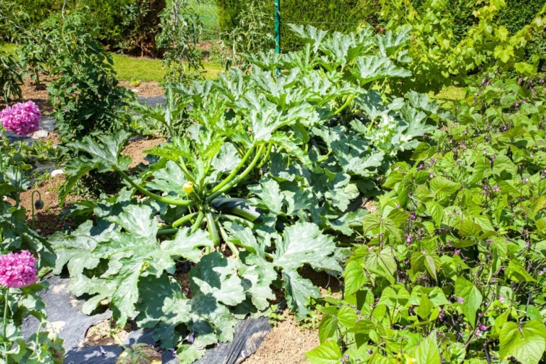 10 Best Companion Plants for Zucchini (and 2 to Avoid)